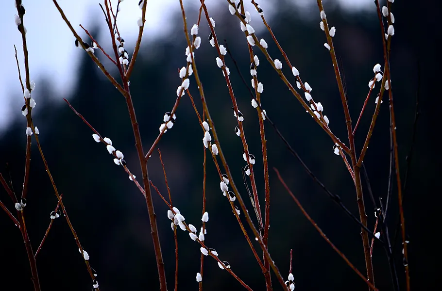 Jaro v tradiční čínské medicíně