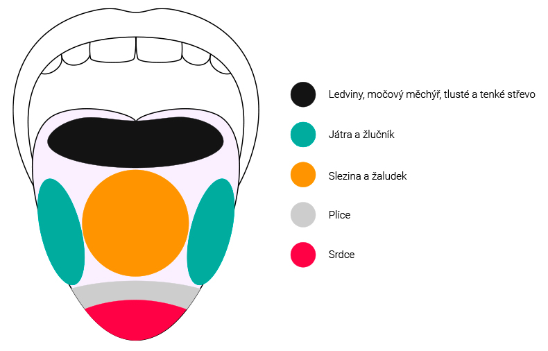 Zobrazení orgánů na jazyku – diagnostika jazyka