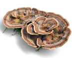 Kauza Coriolus