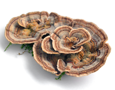 Kauza Coriolus