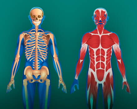 Minimum západní medicíny 1/4: Anatomie pohybové soustavy. První pomoc. Prezenčně